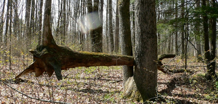 Fallen Tree