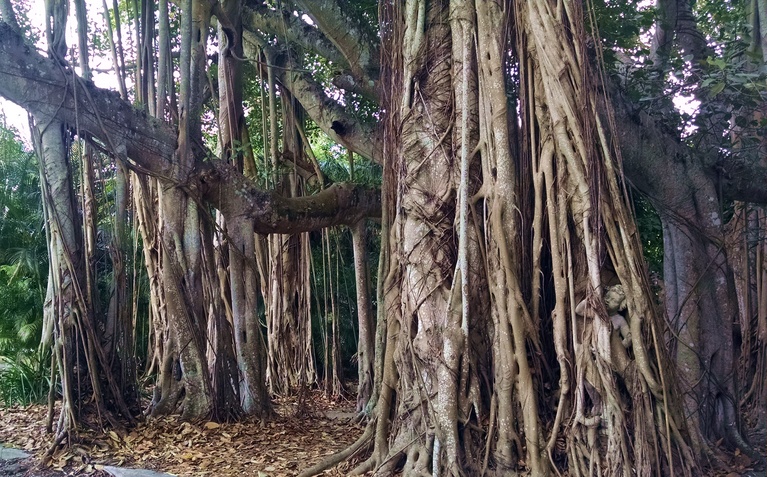 Banyan Tree Consuming a Statue