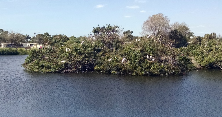 Audubon Society Rookery