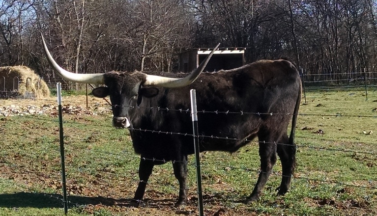 Texas Longhorn