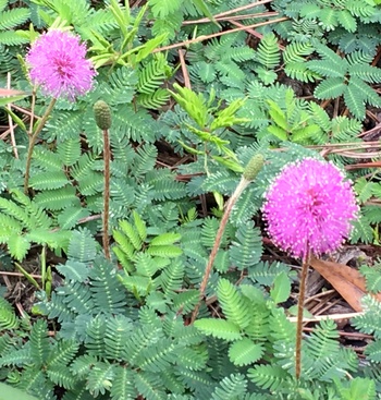 Sunshine Mimosa on the Gordon River Greenway Park