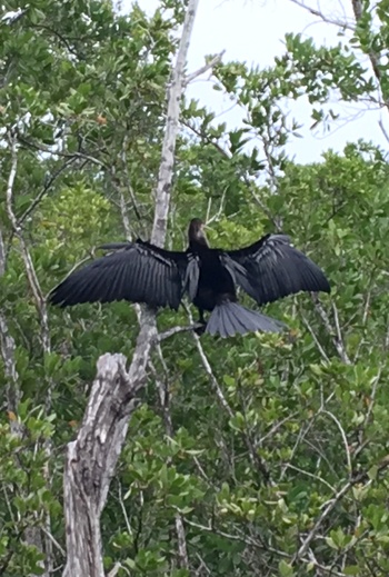 Anhinga on Gordon River Greenway Park