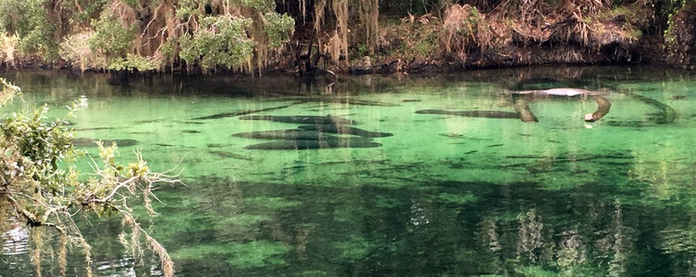 An Aggregation of Manatees