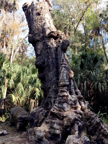 1000 Year Old Oak