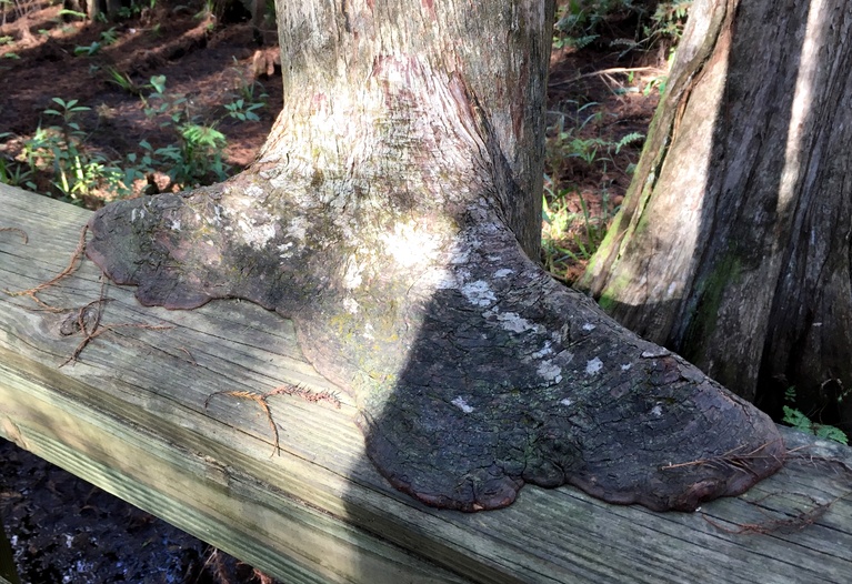 Tree Consuming Boardwalk Railing