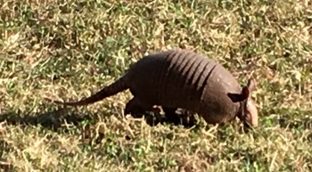 Armadillo on CCC Museum Lawn