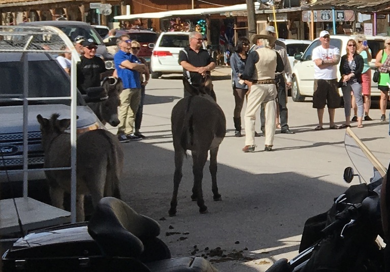 Wild Burros in Oatman