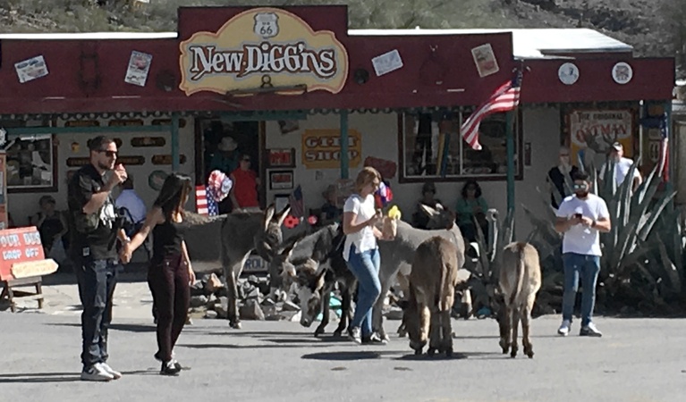 Wild Burros in Oatman