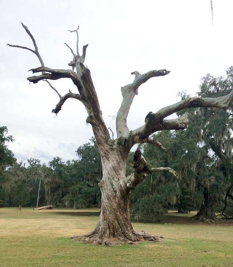 Live Oak Tree