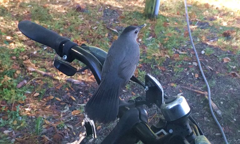 Catbird In The Campground