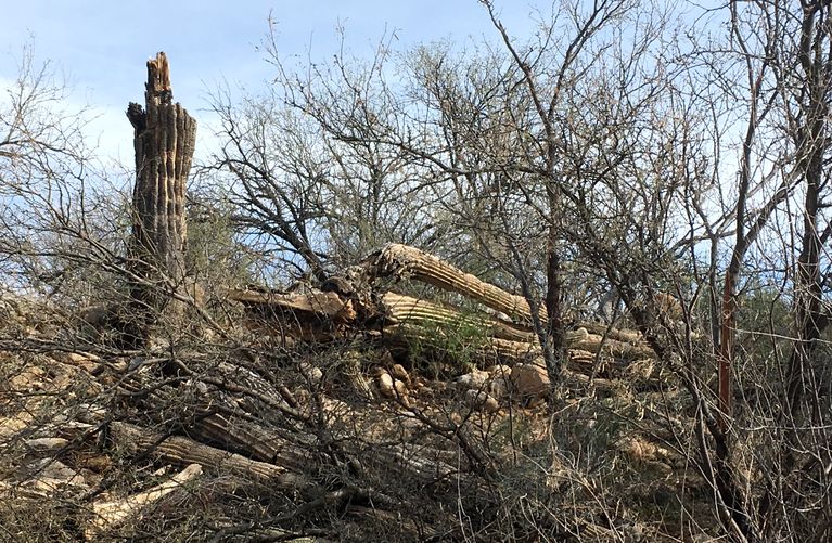 Remains of Saguaro Struck by Lightning