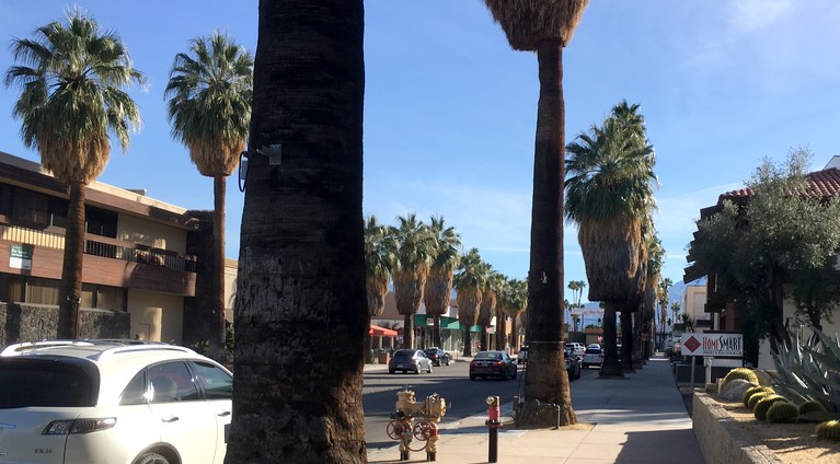 Desert Palms on Palm Canyon Drive