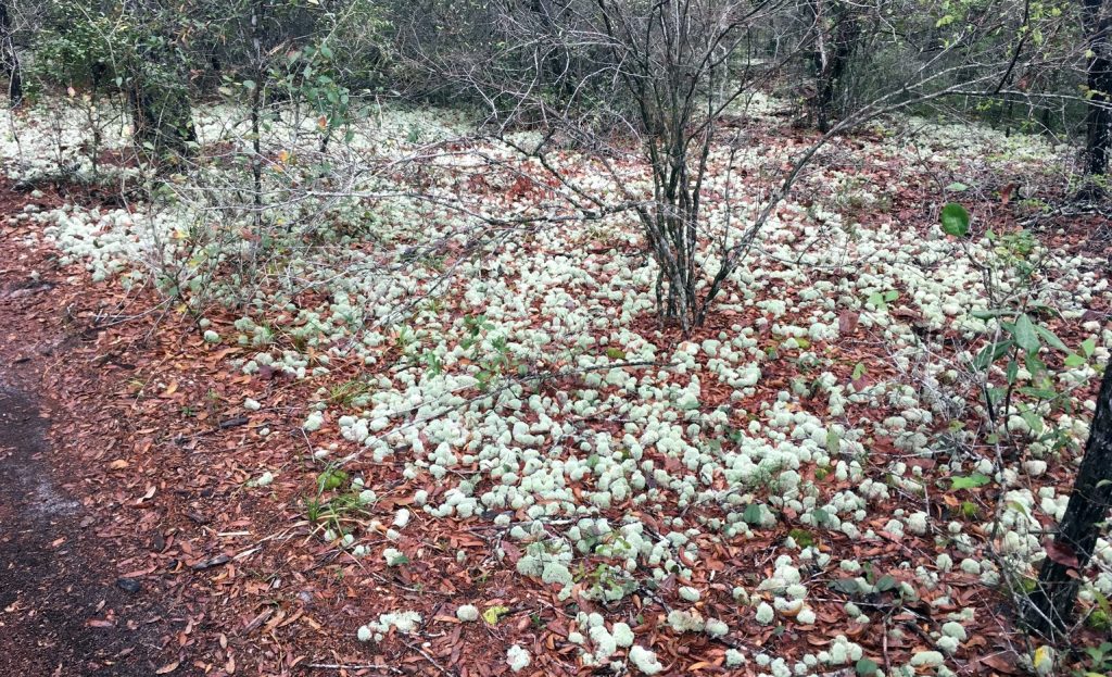 Large Patch of Deer Moss