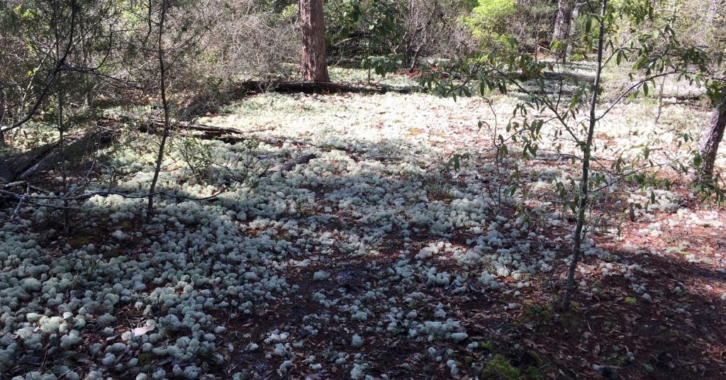 Large Patch of Deer Moss