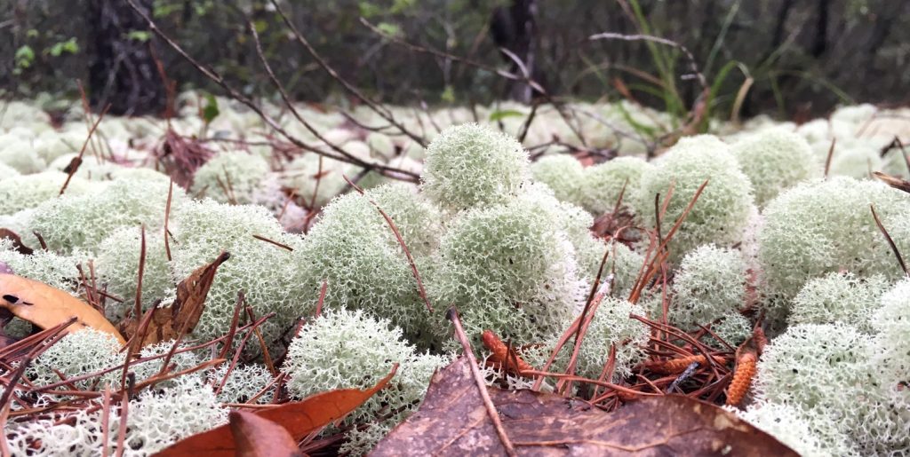 Deer Moss Close Up