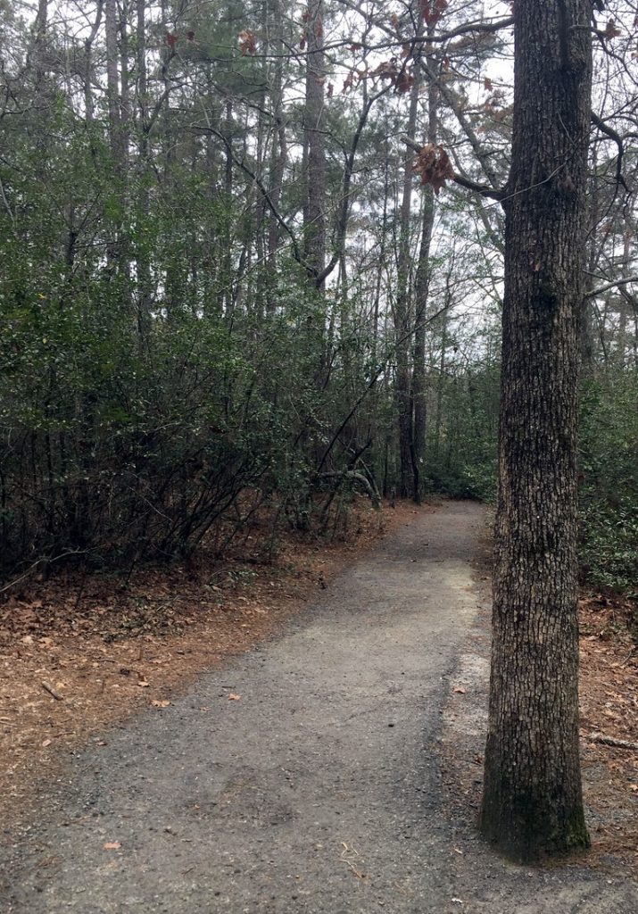 Sandhills Trail at Sesquicentenial State Park