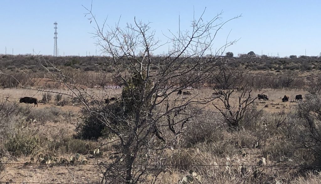 Some of the Official Texas Bison Herd