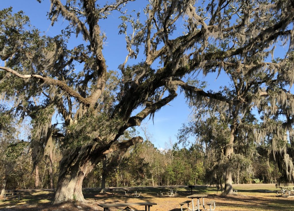 Shredded Live Oak Tree