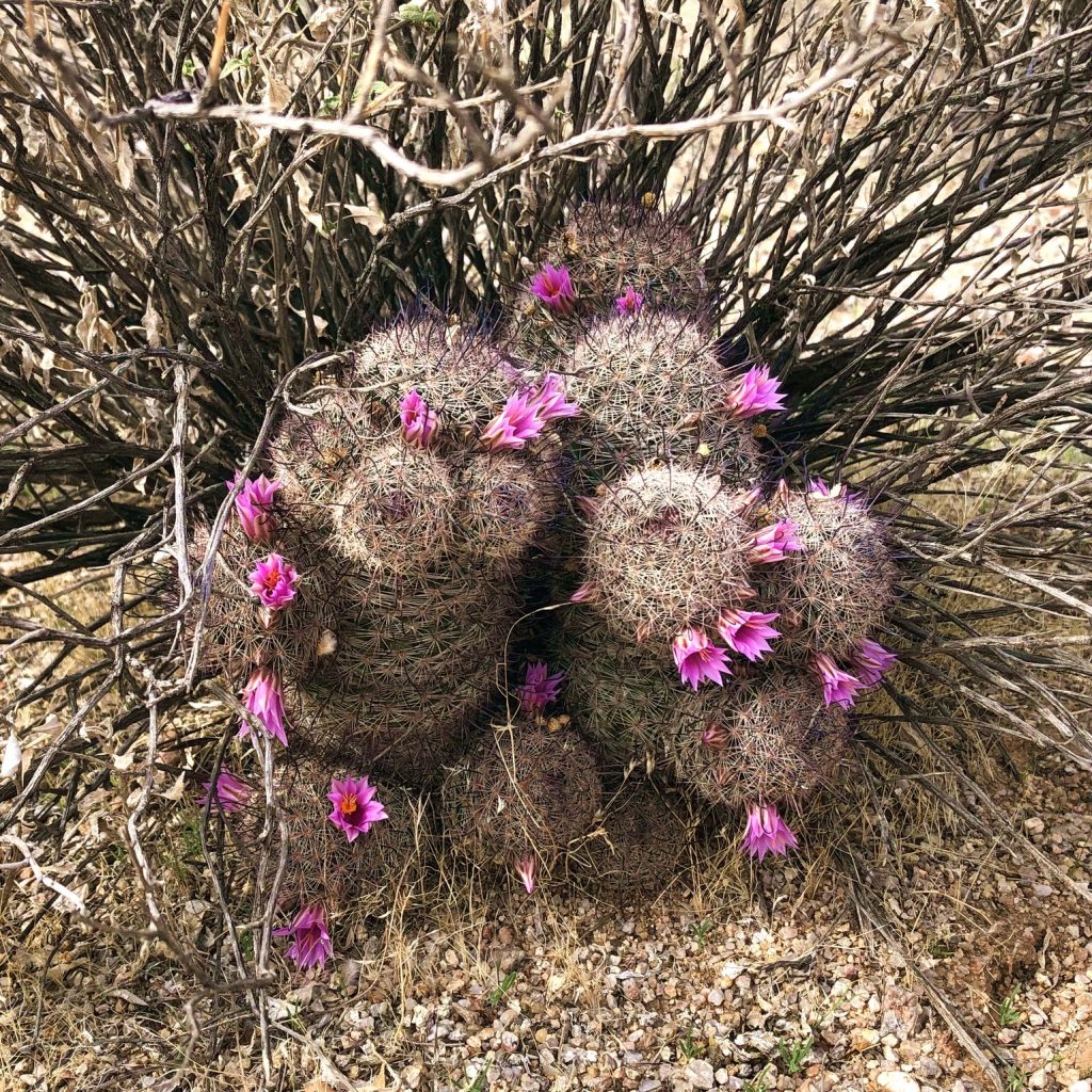 Hedgehog Cactus, Usery Mountain Park