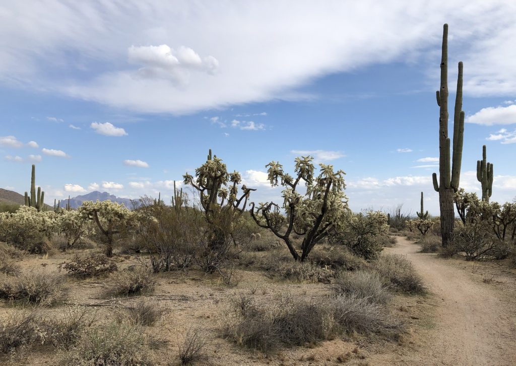 A Forest of Chainfruit Cholla, Usery Mountain Park