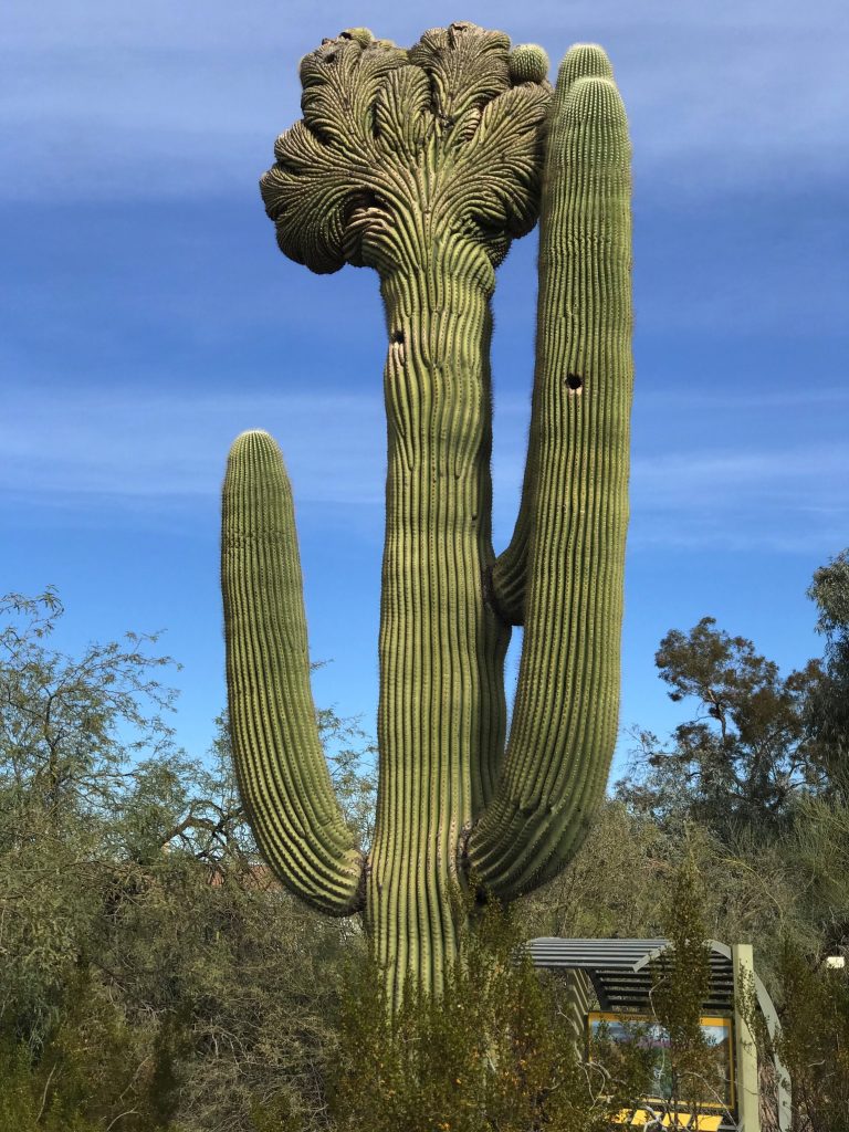 Crested Saguaro, Desert Botanical Garden